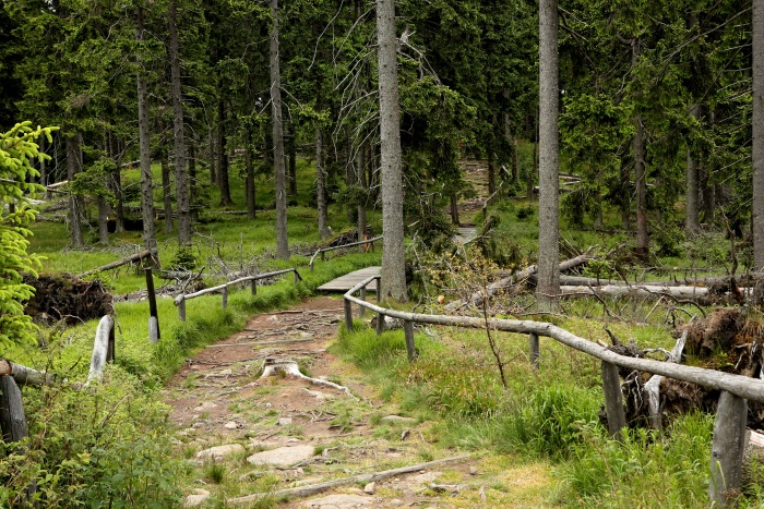 Boubínský prales a  rozhledna