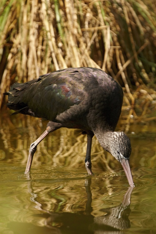 Ibis hnědý