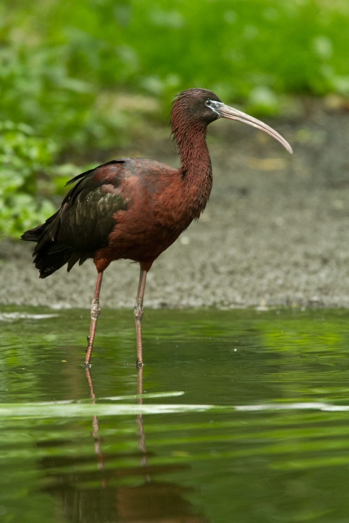 Ibis hnědý