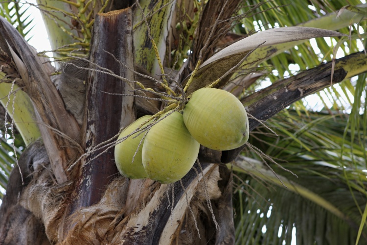 Lanzarote - Kanárské  ostrovy