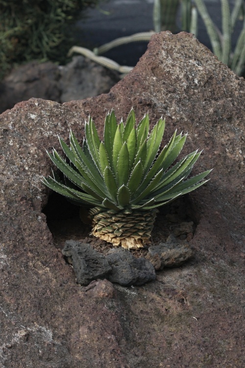 Lanzarote - Kanárské  ostrovy