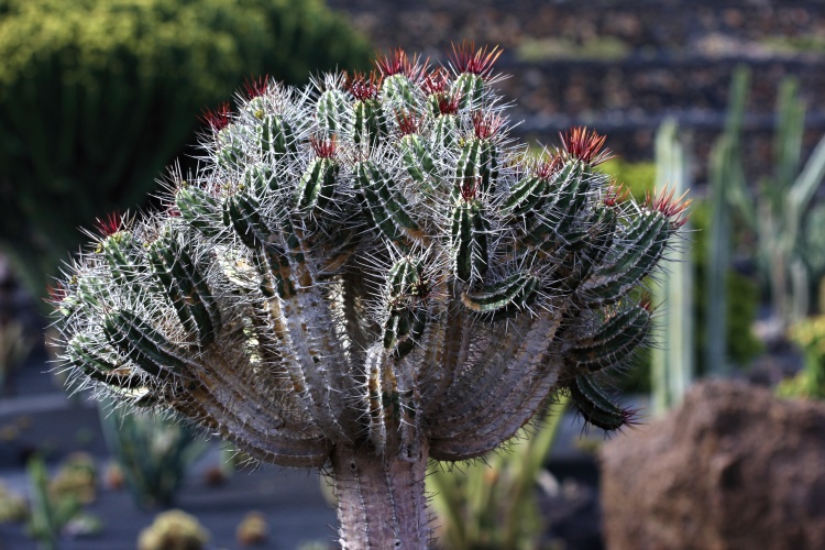 Lanzarote - Kanárské  ostrovy