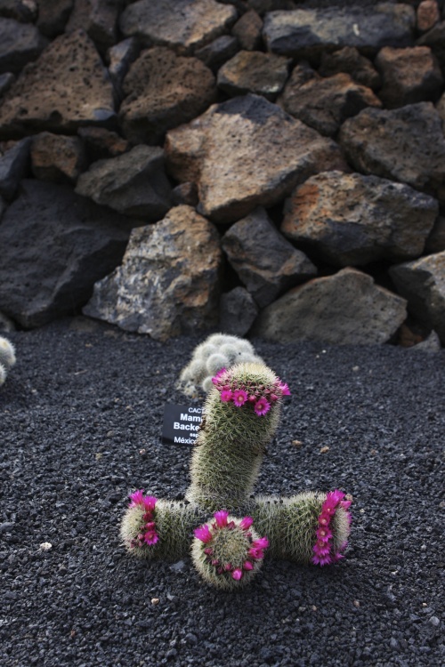 Lanzarote - Kanárské  ostrovy