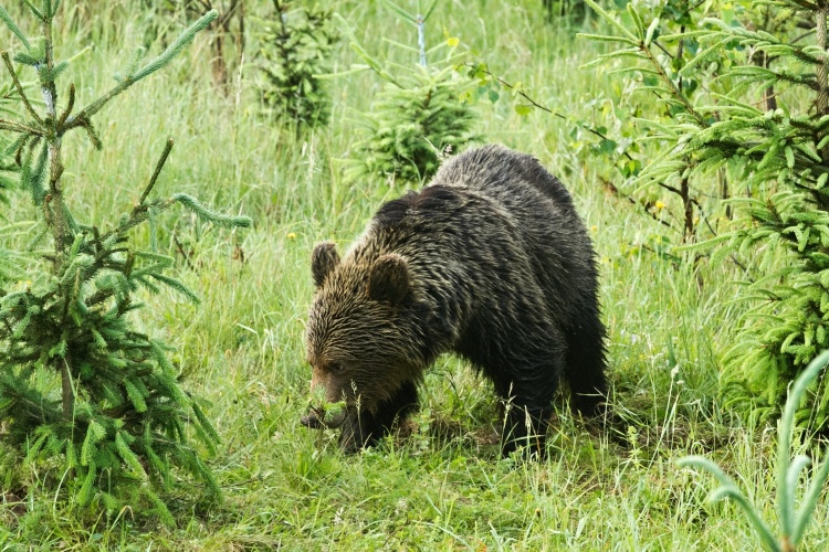 Medvěd hnědý