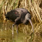 Ibis hnědý | fotografie