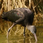 Ibis hnědý | fotografie