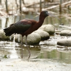 Ibis hnědý | fotografie