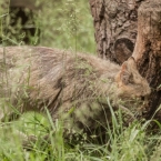 Kočka divoká | fotografie