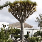 Lanzarote - Kanárské  ostrovy | fotografie