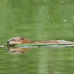 Ondatra pižmová | fotografie